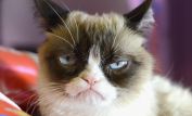 Grumpy Cat