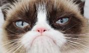 Grumpy Cat