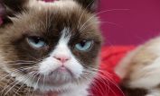 Grumpy Cat