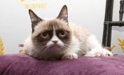 Grumpy Cat