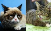 Grumpy Cat