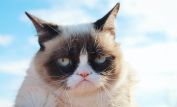 Grumpy Cat