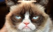 Grumpy Cat