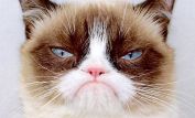 Grumpy Cat