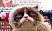 Grumpy Cat