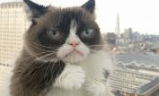 Grumpy Cat