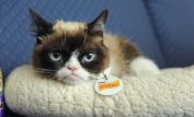 Grumpy Cat