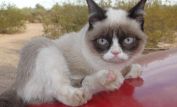 Grumpy Cat