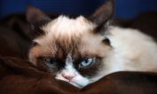 Grumpy Cat