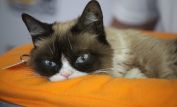 Grumpy Cat