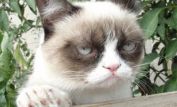 Grumpy Cat