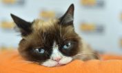 Grumpy Cat