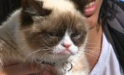 Grumpy Cat