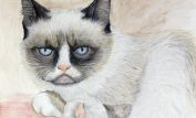 Grumpy Cat