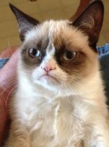 Grumpy Cat