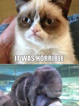 Grumpy Cat