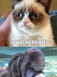 Grumpy Cat