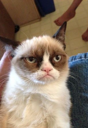 Grumpy Cat