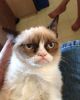 Grumpy Cat