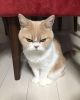 Grumpy Cat