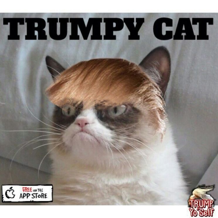 Grumpy Cat