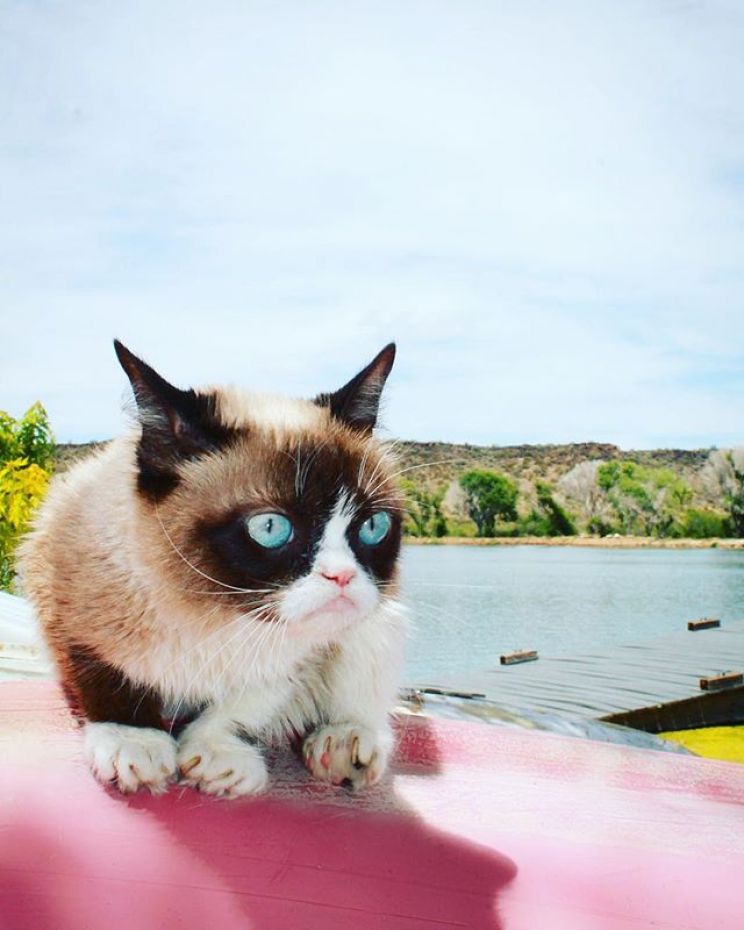 Grumpy Cat