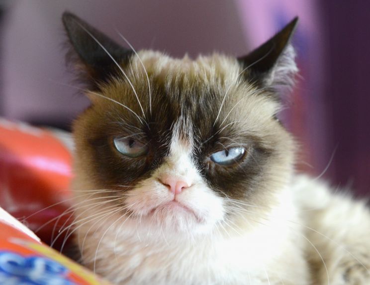 Grumpy Cat