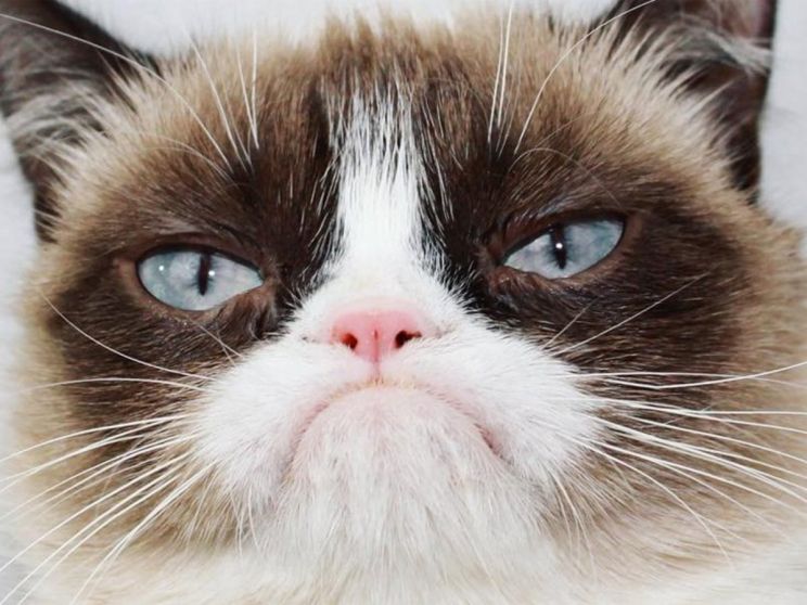 Grumpy Cat