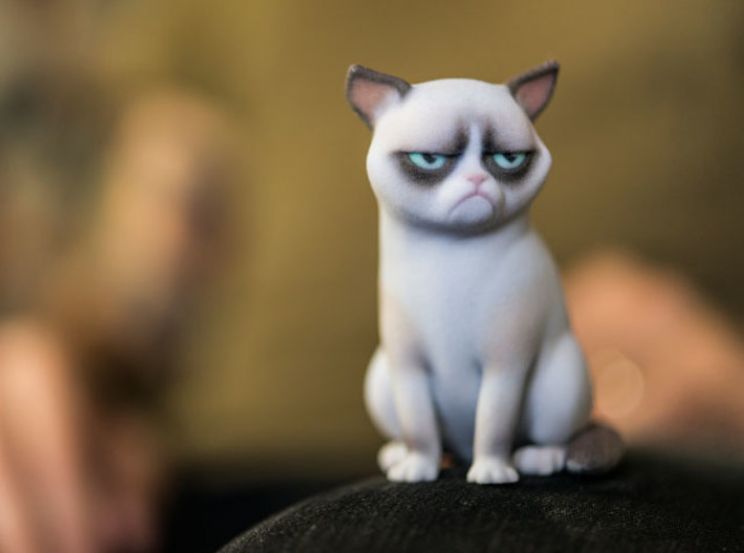 Grumpy Cat