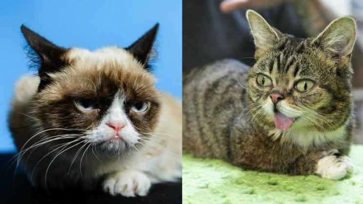 Grumpy Cat