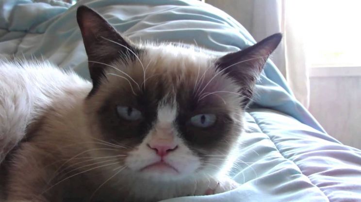 Grumpy Cat