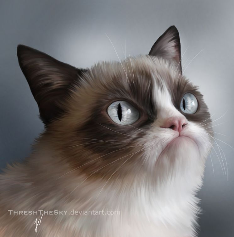 Grumpy Cat