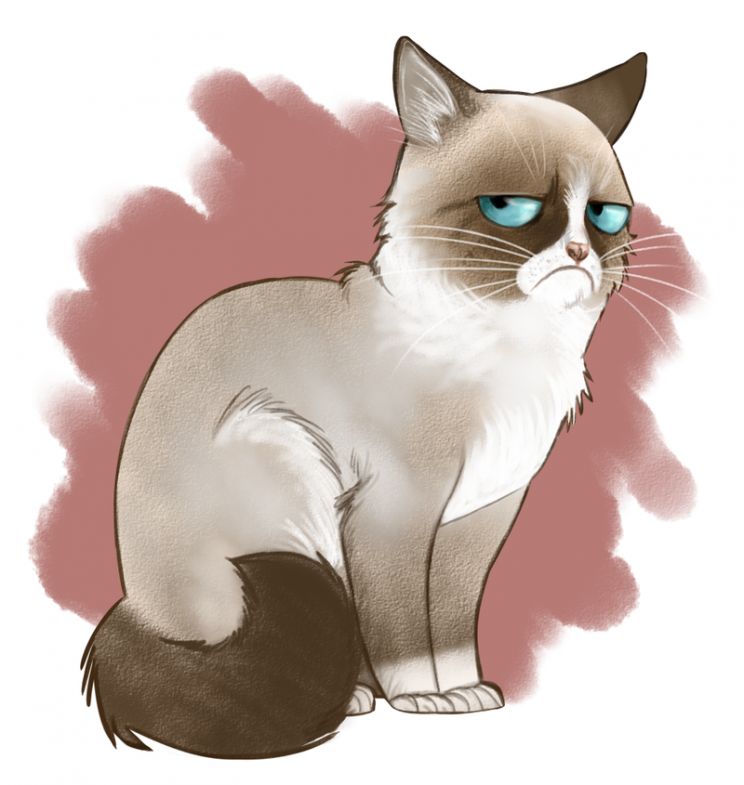 Grumpy Cat