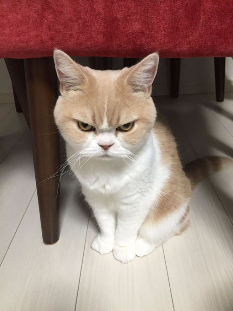 Grumpy Cat