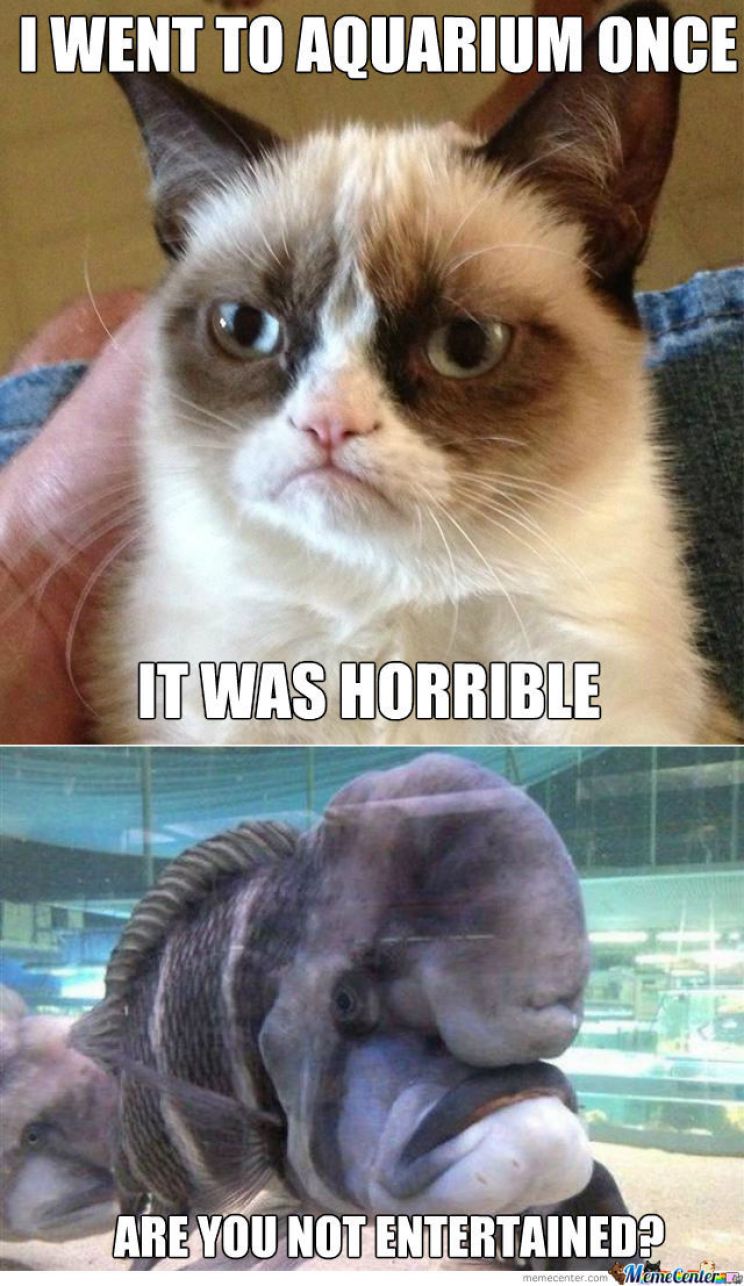 Grumpy Cat