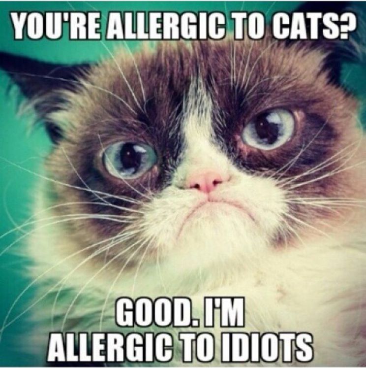 Grumpy Cat