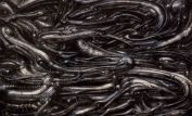 H.R. Giger