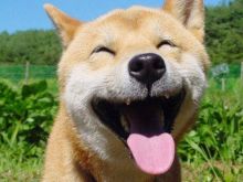 Happy