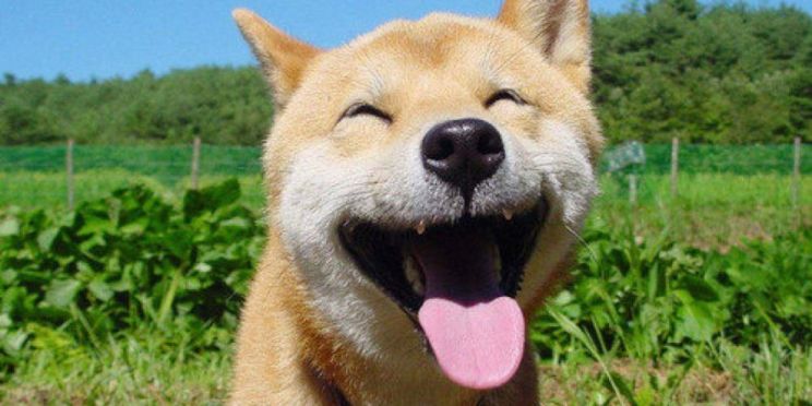 Happy