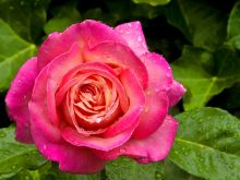 Harmony Rose