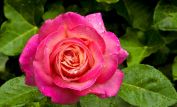 Harmony Rose