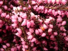 Heather Bloom