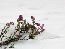 Heather Bloom