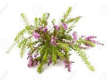 Heather Bloom