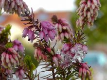 Heather Bloom