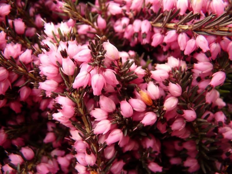 Heather Bloom