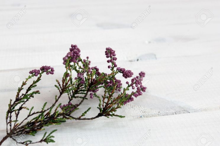 Heather Bloom