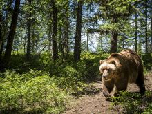 Honey Bump Bear