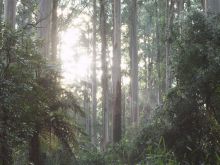 Jacinta Yelland