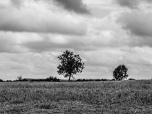 Jan Gerste photo